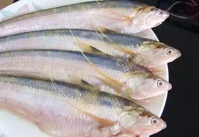 长江刀鱼--长颌鲚又称长江刀鲚,刀鲚,隶属于鲱形目,鳀科,鲚属