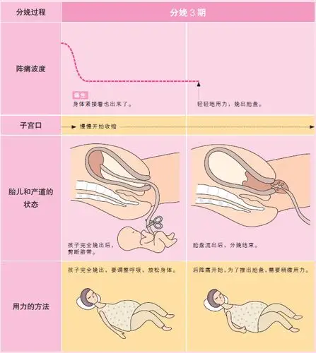 图解自然分娩过程之分娩2,3期的过程