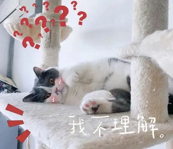 每天都在卖萌,耍宝儿#猫咪日常  #日常碎片plog  #猫咪表情包