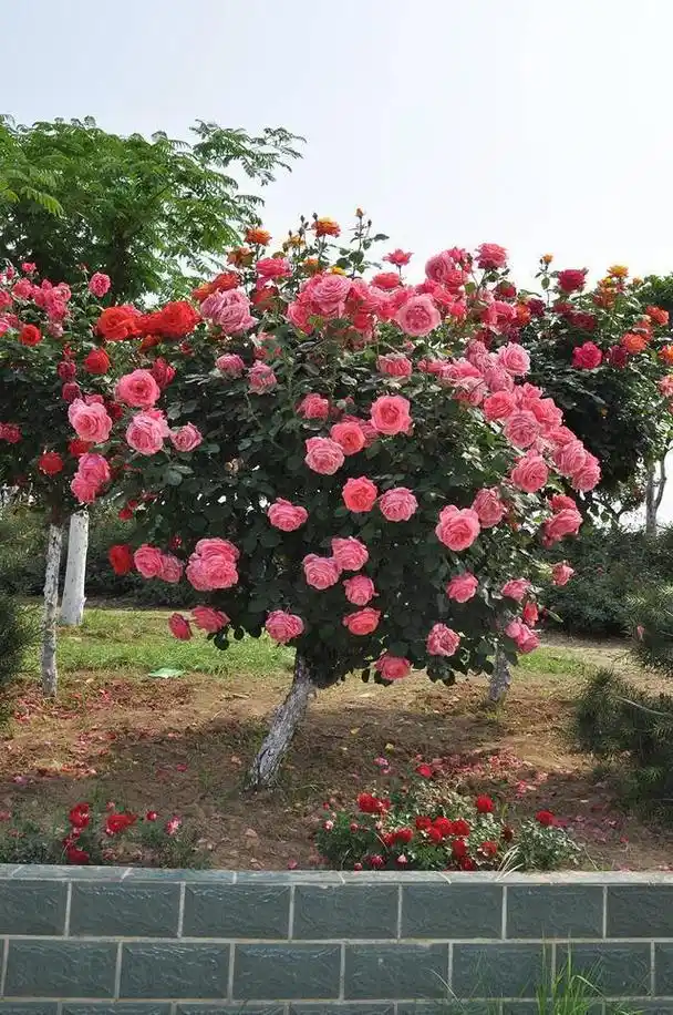 家里有院子,不妨种两棵"花树",典雅大气,韵味十足