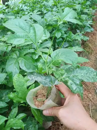 台农一号百香果苗