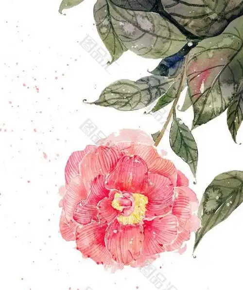 手绘精美山茶花