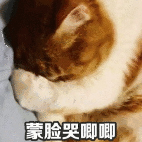 猫咪哭唧唧喵星人搞笑可爱gif动图_动态图_表情包下载_soogif