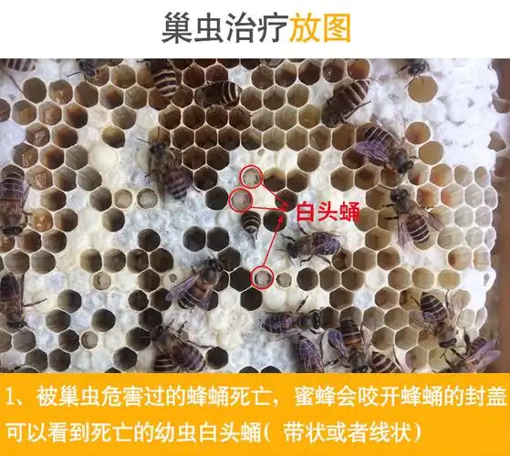 巢虫清养蜜蜂棉虫药巢虫净中蜂棉虫包邮全套巢虫灵养蜂工具蜂药