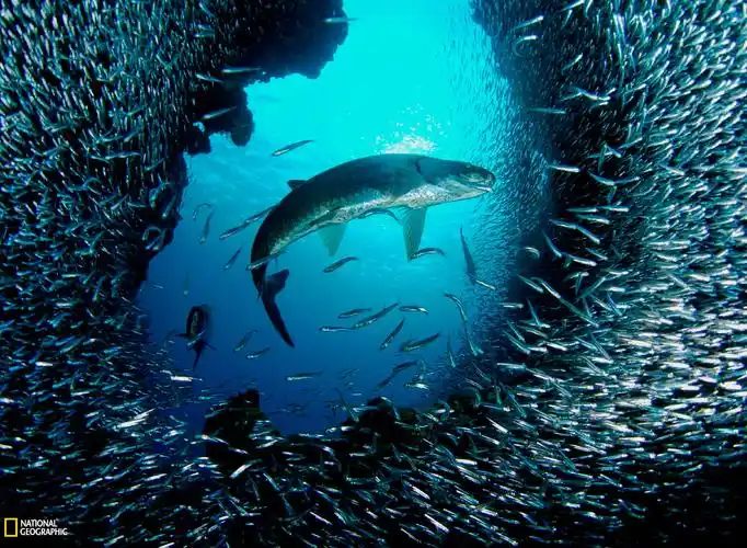 dr alexey stoyda等著名海底摄影师拍摄的沙丁鱼群图片欣赏