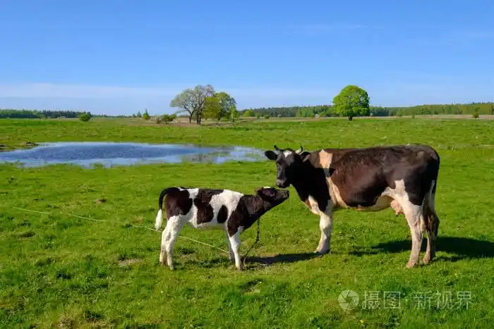 夏天, 牛和小牛在草地上吃草