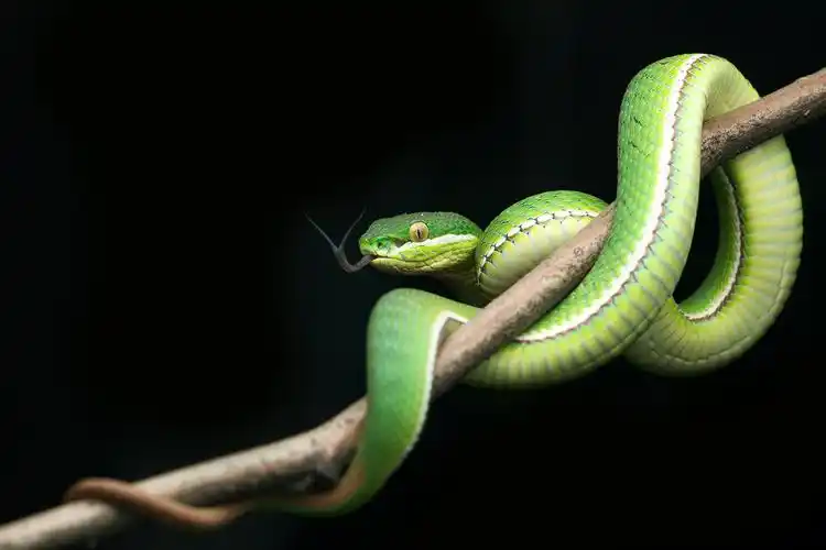 青蛇尾巴有一点红是什么蛇啊