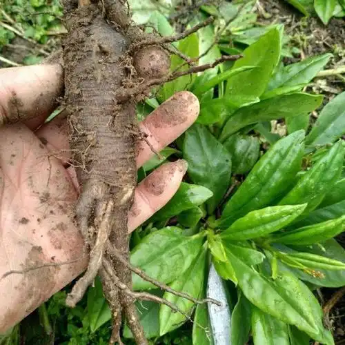 长在石壁上的福参,人称土人参,土洋参,假人参,补气血,助消化