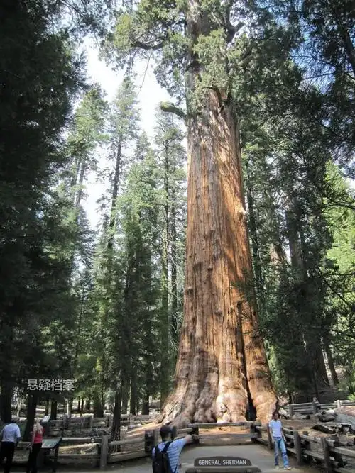 其实,谢尔曼红杉树并不是世界上最高的树,也不是世界上直径最长的树