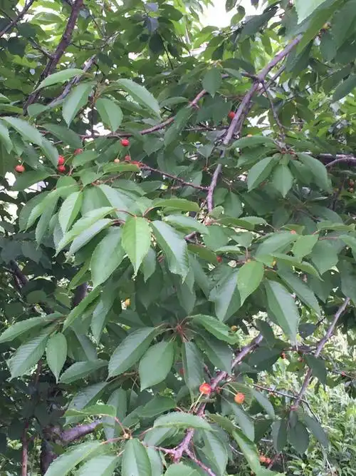 路边的野樱桃树