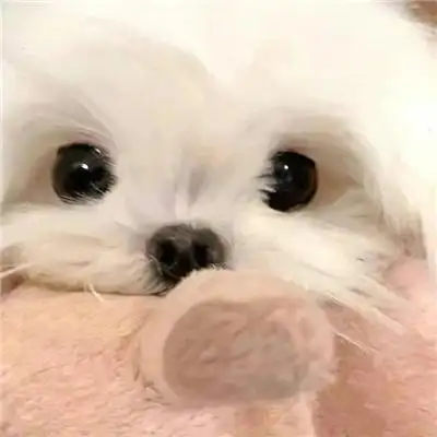 可爱又逗比的呆萌ins风高清个性头像 微信上受欢迎的简约风头像_个性