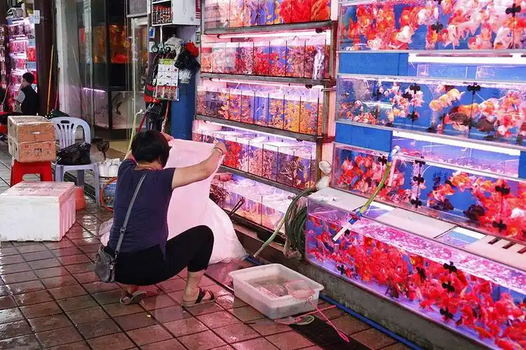 说不出再见:致陪伴了广州人17年的芳村花鸟鱼虫市场!