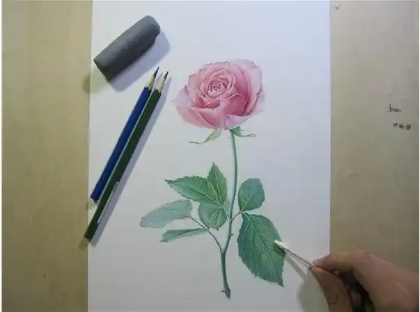 铅笔画图片唯美花朵,彩铅玫瑰花教程图片