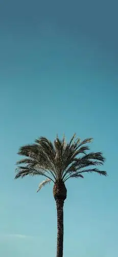 苹果x壁纸 | iphonexr(xs)高清壁纸,最美的土味情话