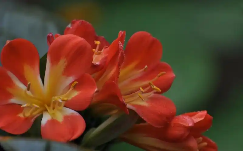 君子兰花图片高清电脑桌面壁纸