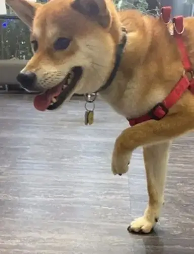 狗子突然惨叫跛脚走不动,主人急送去看医生,真相让她笑喷!