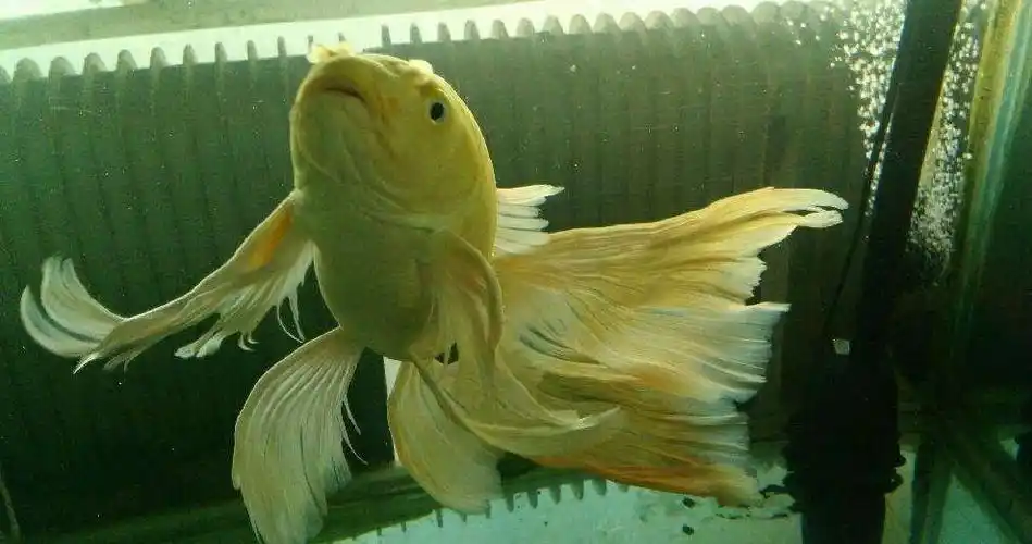 龙凤锦鲤冷水观赏鱼纯种招财锦鲤鱼黄金白金长尾鱼小型活鱼苗 10-12