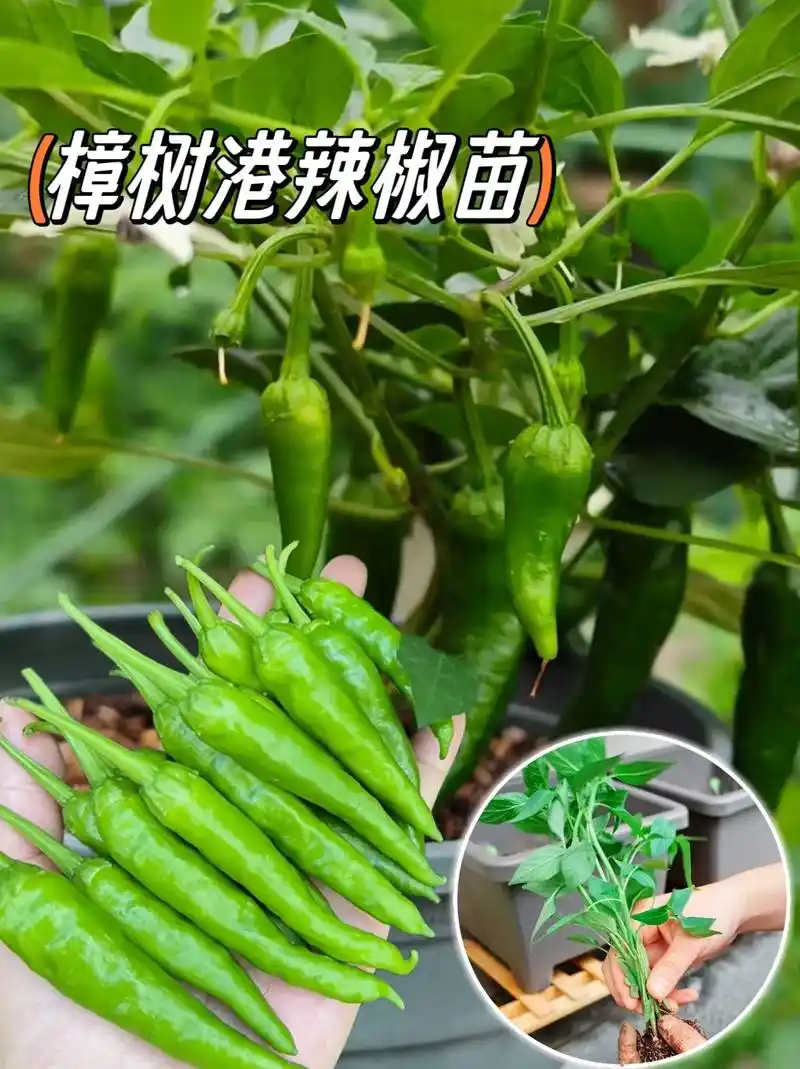 樟树港辣椒不会还有人没吃过吧