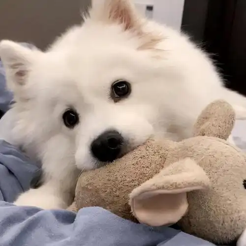 都说会撒娇的狗狗最好命,可爱的狗狗一撒娇主人撑不住几个回合就缴械