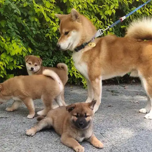 柴犬小时候真的丑