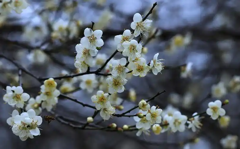 【萝岗香雪公园拍摄梅花摄影图片】生态摄影_太平洋电脑网摄影部落