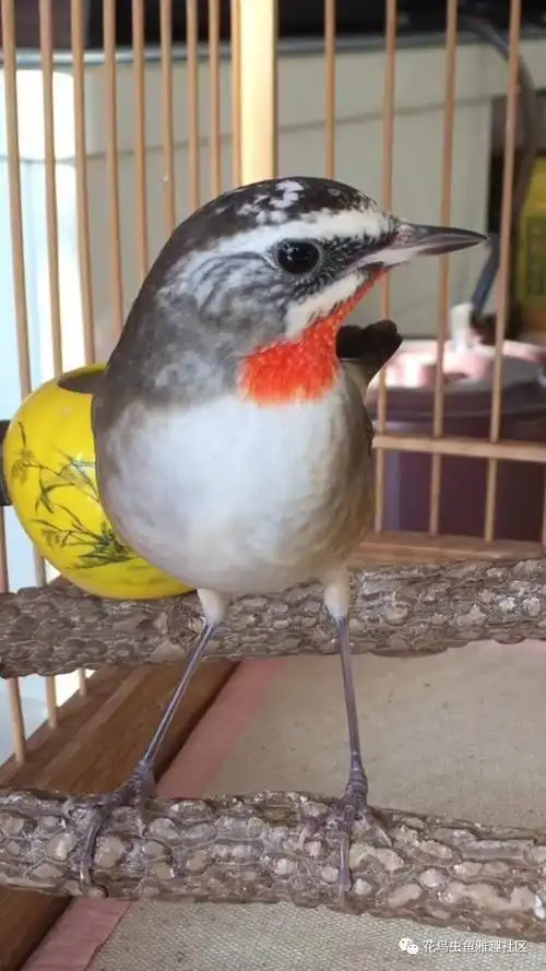 非常全面的靛颏鸟饲养指南