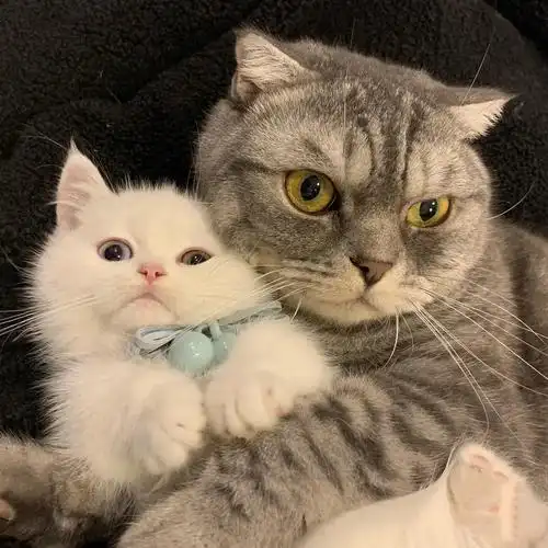 求两只猫猫的头像qwq