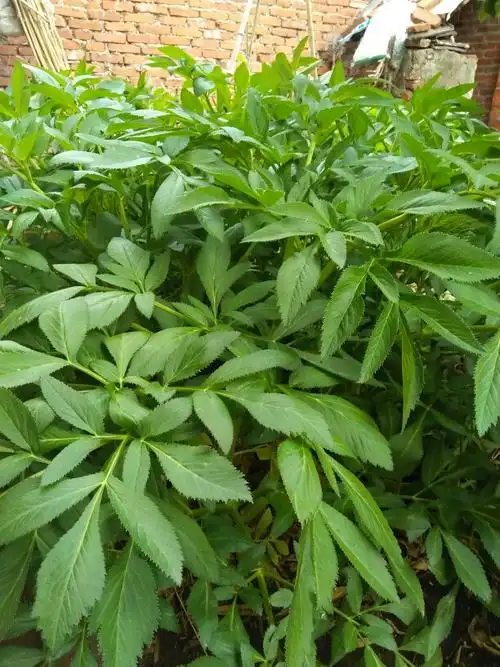 有一米多高的西洋参茎叶吗一年就有那么高.请贵人指点.