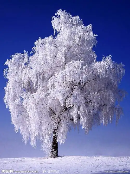 美丽的雪树图片