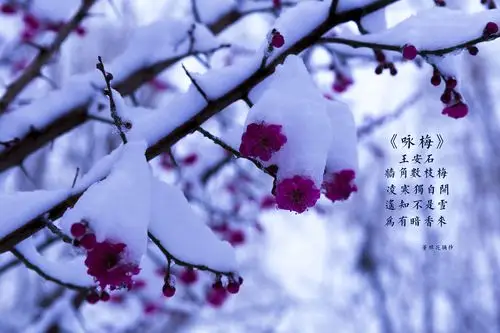 梅花,一身傲骨,它迎风开放,而且开的如此之美,如此之艳,,如此令人心旷