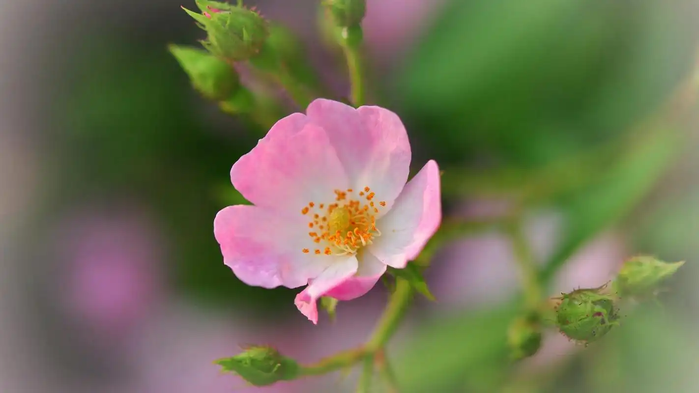 清新养眼花卉高清桌面壁纸