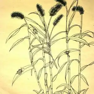 【狗尾巴草纹身手稿】狗尾巴草纹身线稿_狗尾巴草纹身手稿图片 - 刺青