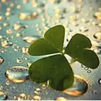 带有水珠的幸运草图片有露珠的幸运草头像点击鼠标右键下载