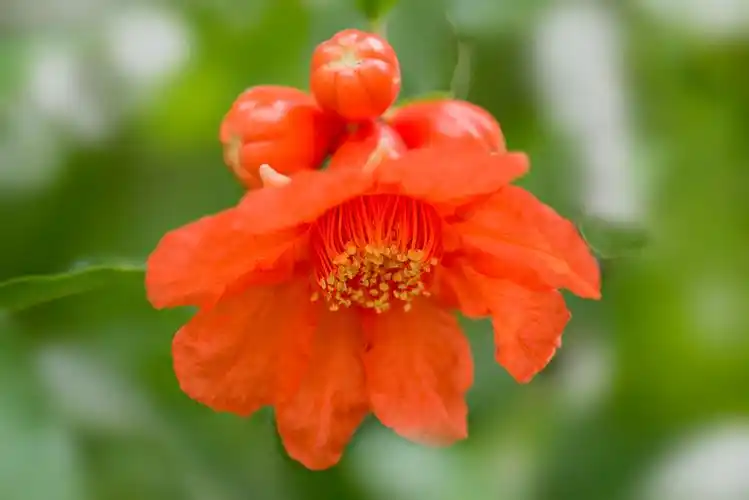 多子多福石榴花