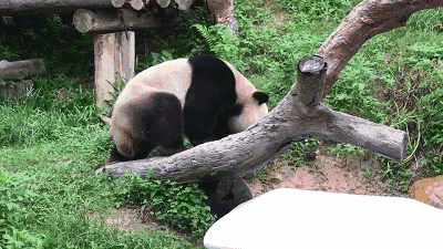 没想到来长隆看熊猫居然还上了新闻联播