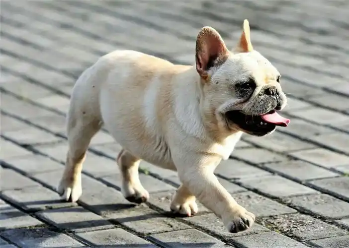 可爱的萌宝宝——《法国斗牛犬》 - 美篇