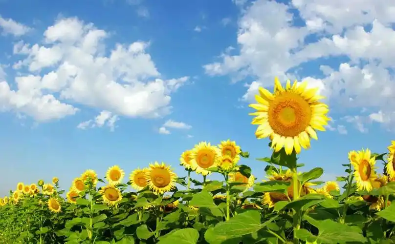 每一天都要阳光明媚的面对生活,走到哪里,都要给人光,有你的光,就不会