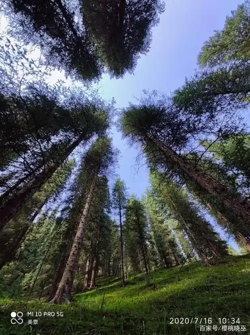 天山上的青松根连根