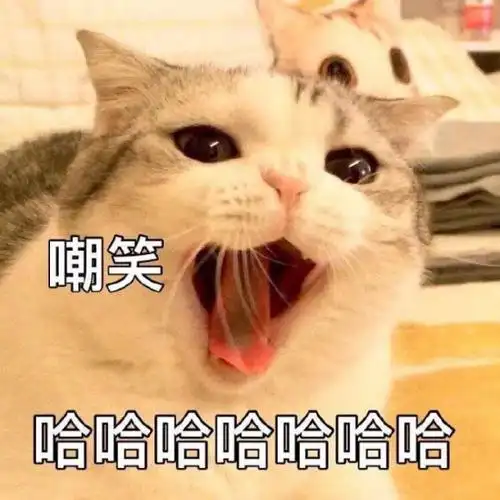 来自大胸萝莉的嘲笑表情图片搞笑图片表情