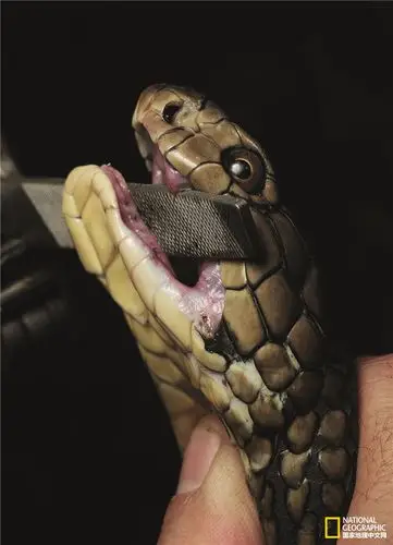 海南霸王岭寻蛇记