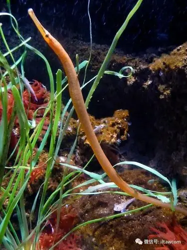 物种图册-金海龙