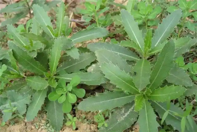 农村这种长刺的野草,农民朋友称为"刺狗牙",其实它能止血消肿