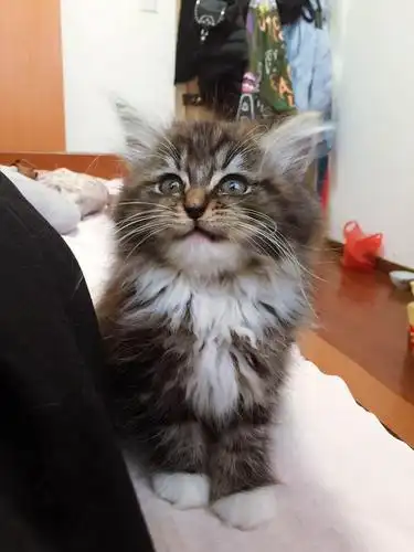 接近6个月大,母,西伯利亚混血森林猫,未做疫苗,1300出售,国际惯例