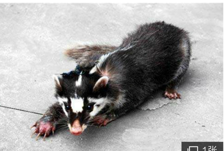 这是猪獾还是白面狸