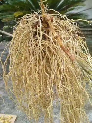 一斤晒干的牛尾结可以一次性泡多少斤白酒?