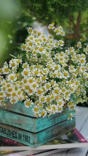 盛开的小清新雏菊花高清原图查看