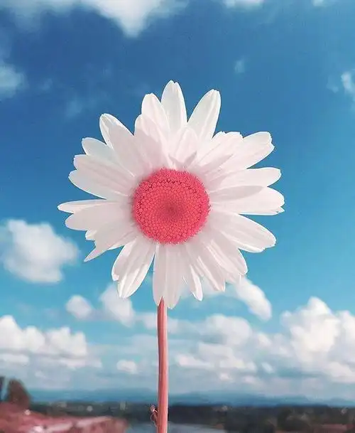 激励自己努力的语录,积极向上,充满阳光!