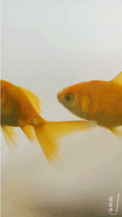 405_720竖版 竖屏gif 动态图 动图