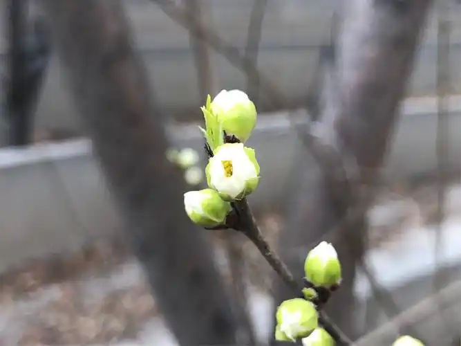 春天来了,欣喜的发现桃树开始发芽