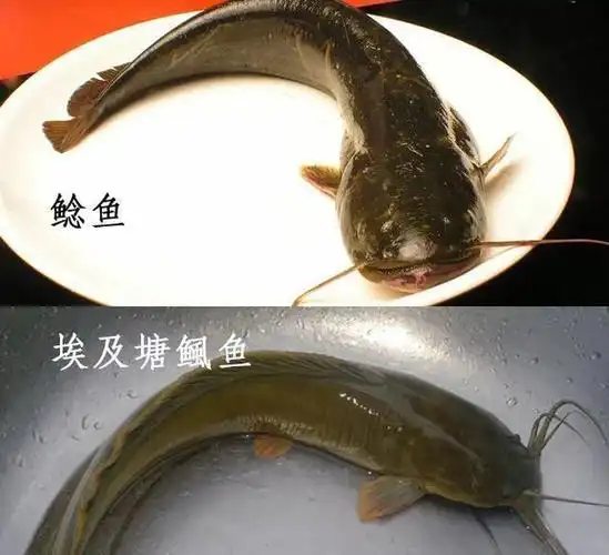 本地鲶鱼与埃及鲶鱼